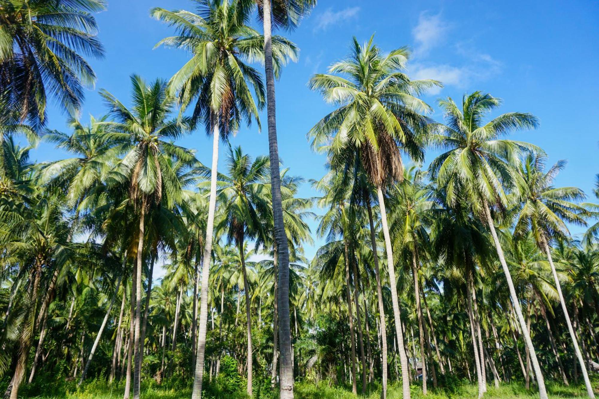 Behind The Temple Island Eco-Bungalow 15Min Walk To Hin Kong Beach Ko Pha Ngan Exterior photo